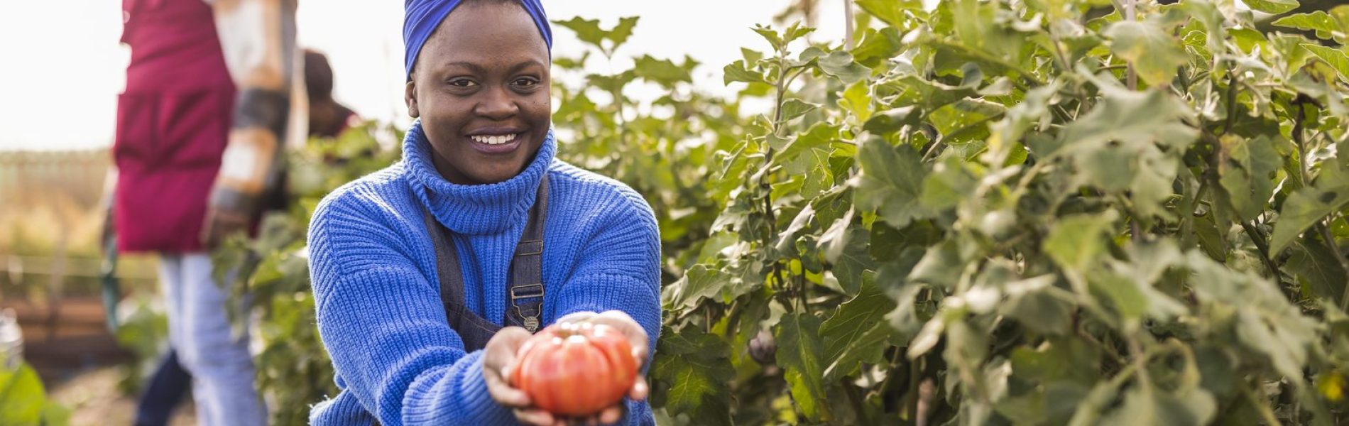 wema-food-tomato-harvest.jpg