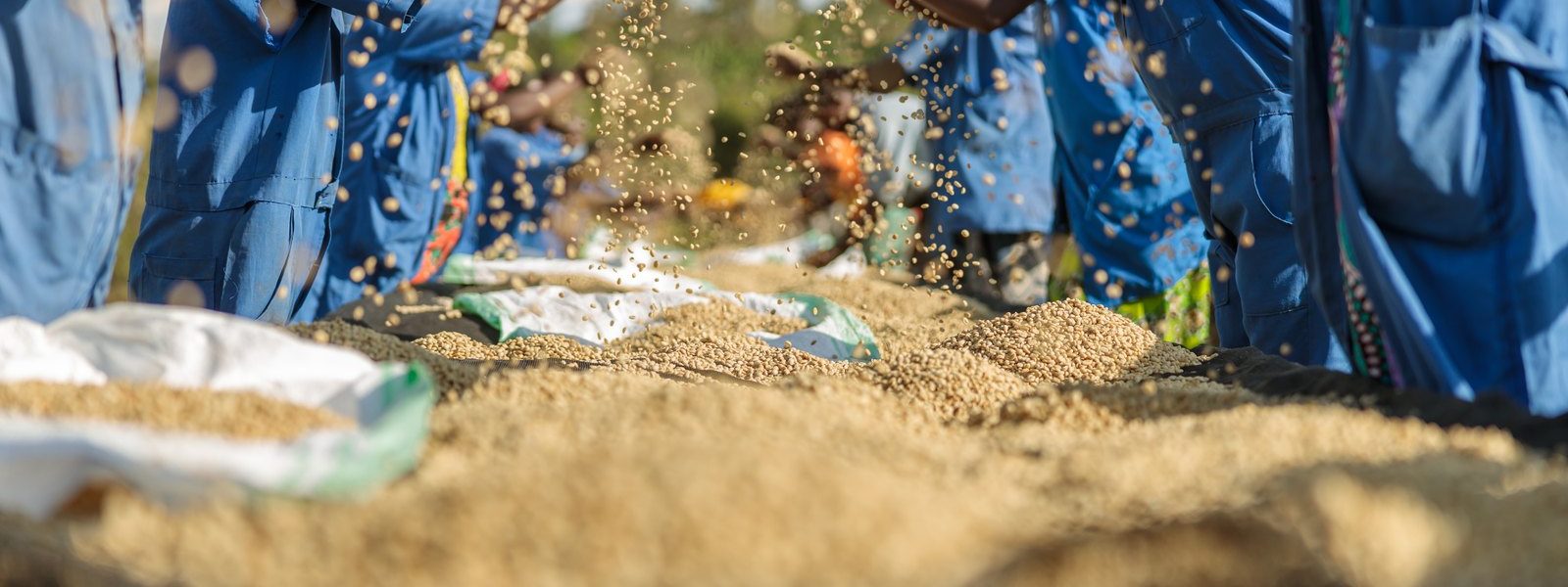 workers-processing-grain-together-in-open-air.jpg